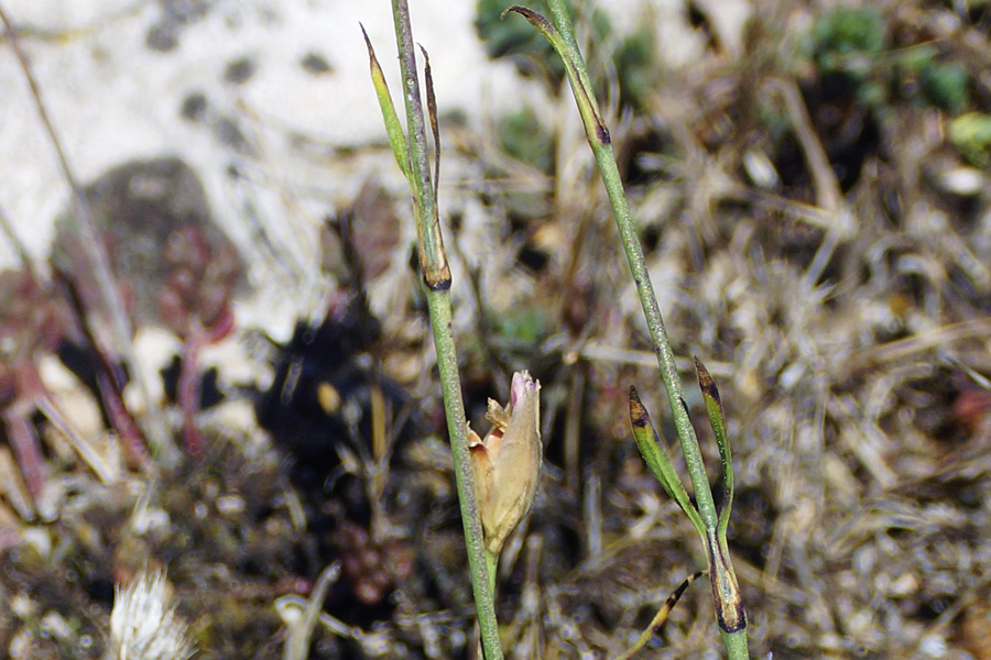 Petrorhagia prolifera / Garofanina annuale